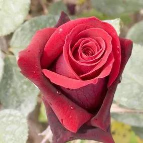 Alec's Red Hybrid Tea Roses (Rosa Alecs Red) 2